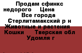 Продам сфинкс недорого  › Цена ­ 1 000 - Все города, Стерлитамакский р-н Животные и растения » Кошки   . Тверская обл.,Удомля г.